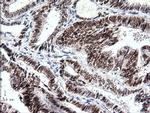 Sox17 Antibody in Immunohistochemistry (Paraffin) (IHC (P))