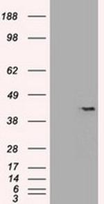 Sox17 Antibody in Western Blot (WB)