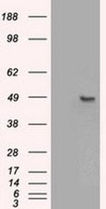 Sox17 Antibody in Western Blot (WB)