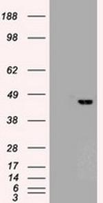 Sox17 Antibody in Western Blot (WB)