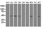 Sox17 Antibody in Western Blot (WB)