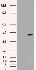 Sox17 Antibody in Western Blot (WB)