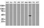 Sox17 Antibody in Western Blot (WB)