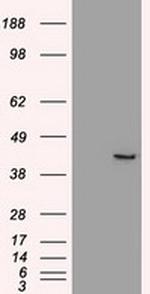 Sox17 Antibody in Western Blot (WB)