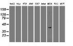 Sox17 Antibody in Western Blot (WB)