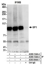 Sp1 Antibody in Western Blot (WB)