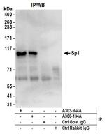 Sp1 Antibody in Western Blot (WB)