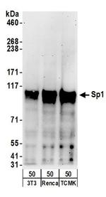 Sp1 Antibody in Western Blot (WB)