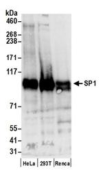 Sp1 Antibody in Western Blot (WB)