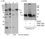 Sp1 Antibody in Western Blot (WB)