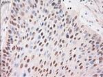 Stat4 Antibody in Immunohistochemistry (Paraffin) (IHC (P))