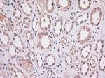 Stat4 Antibody in Immunohistochemistry (Paraffin) (IHC (P))