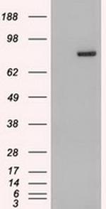 Stat4 Antibody in Western Blot (WB)