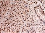 Stat5a Antibody in Immunohistochemistry (Paraffin) (IHC (P))