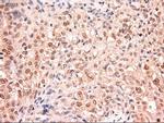 Stat5a Antibody in Immunohistochemistry (Paraffin) (IHC (P))