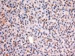 Stat5a Antibody in Immunohistochemistry (Paraffin) (IHC (P))