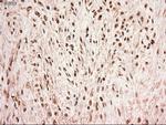 Stat5a Antibody in Immunohistochemistry (Paraffin) (IHC (P))