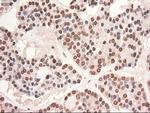 Stat5a Antibody in Immunohistochemistry (Paraffin) (IHC (P))