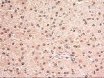 Stat5a Antibody in Immunohistochemistry (Paraffin) (IHC (P))