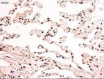 Stat5a Antibody in Immunohistochemistry (Paraffin) (IHC (P))