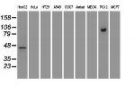 Stat5a Antibody in Western Blot (WB)