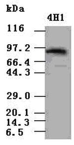 Stat5a Antibody in Western Blot (WB)