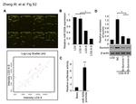 Survivin Antibody in Western Blot (WB)