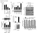 Survivin Antibody in Western Blot (WB)