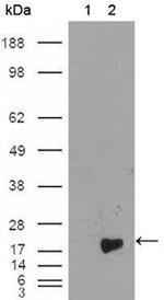 Survivin Antibody in Western Blot (WB)