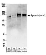 Synaptojanin 2 Antibody in Western Blot (WB)