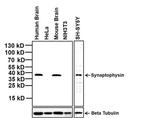 Synaptophysin Antibody in Western Blot (WB)