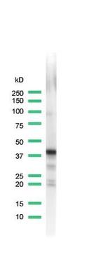 Synaptophysin Antibody in Western Blot (WB)