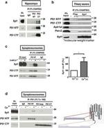 Synaptotagmin 1 Antibody in Immunoprecipitation (IP)