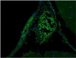 Syntaxin 1 Antibody in Immunohistochemistry (Paraffin) (IHC (P))