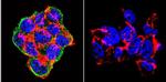 SNTB2 Antibody in Immunocytochemistry (ICC/IF)