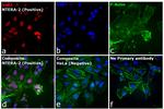 Rat IgG (H+L) Cross-Adsorbed Secondary Antibody in Immunocytochemistry (ICC/IF)