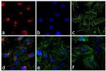 Rabbit IgG (H+L) Cross-Adsorbed Secondary Antibody in Immunocytochemistry (ICC/IF)