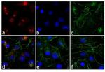 Rabbit IgG (H+L) Cross-Adsorbed Secondary Antibody in Immunocytochemistry (ICC/IF)