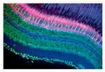 Mouse IgG (H+L) Cross-Adsorbed Secondary Antibody in Immunohistochemistry (Frozen) (IHC (F))