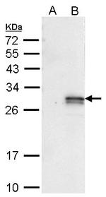 eGFP Antibody in Western Blot (WB)