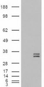 DDK Antibody in Western Blot (WB)