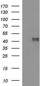 PON1 Antibody in Western Blot (WB)