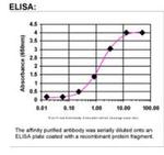 MSMB Antibody in ELISA (ELISA)