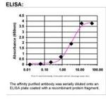 PDGF Receptor beta Antibody in ELISA (ELISA)