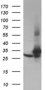 PCNA Antibody in Western Blot (WB)