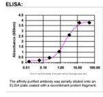 BCAR3 Antibody in ELISA (ELISA)