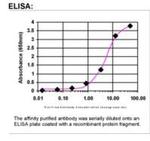 TRAIL-R1 Antibody in ELISA (ELISA)