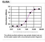 E-Cadherin Antibody in ELISA (ELISA)