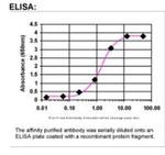 ER81 Antibody in ELISA (ELISA)