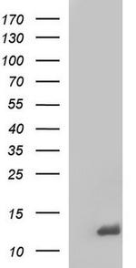 Cystatin A Antibody in Western Blot (WB)